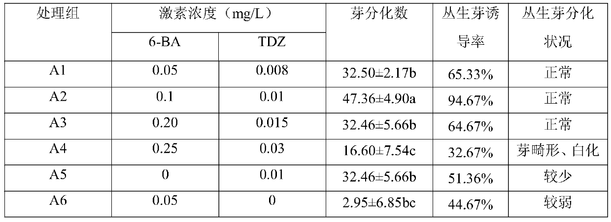 Method for regeneration, rejuvenation and dormancy breaking of common callalily tissue culture seedlings