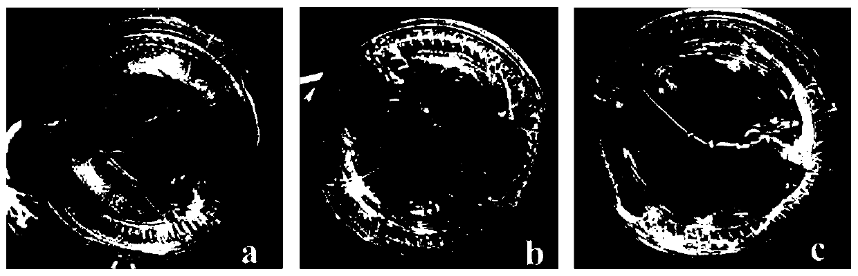 Method for regeneration, rejuvenation and dormancy breaking of common callalily tissue culture seedlings