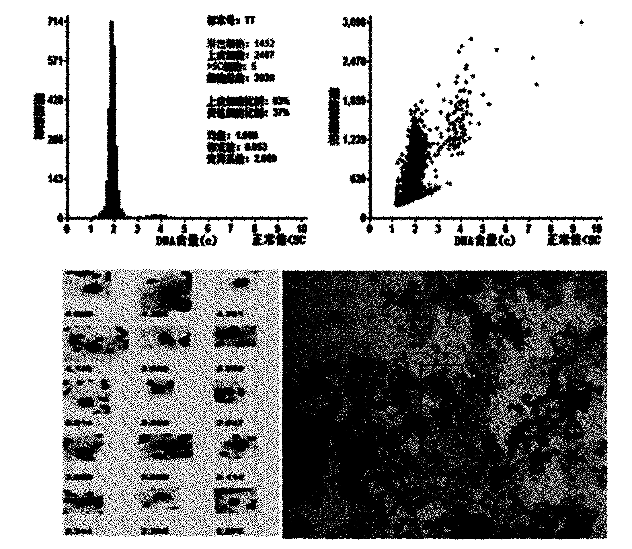 Method for rapidly measuring nuclear DNA content