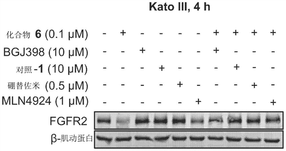 Degraders of fibroblast growth factor receptor 2 (FGFR2)