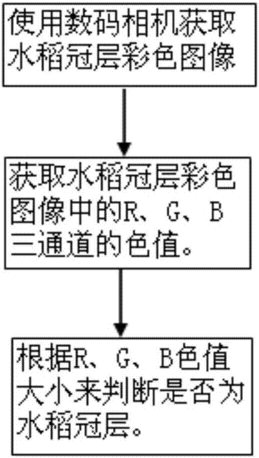 Rice canopy recognition method based on digital camera image