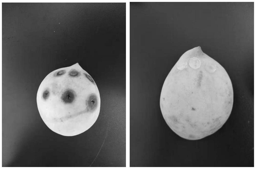 Bacillus velezensis and application thereof