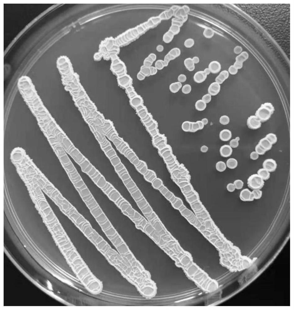 Bacillus velezensis and application thereof