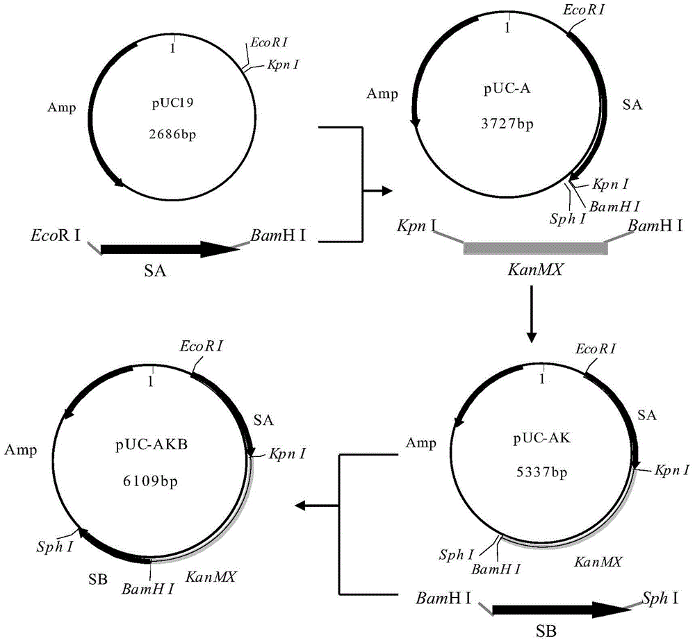 Low-secretion protease a saccharomyces cerevisiae strain and construction method thereof