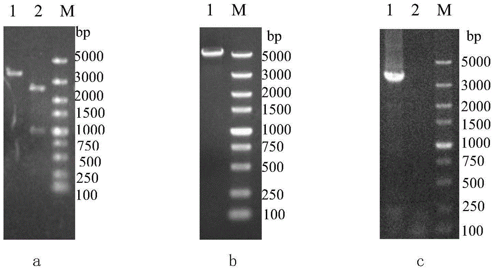 Low-secretion protease a saccharomyces cerevisiae strain and construction method thereof