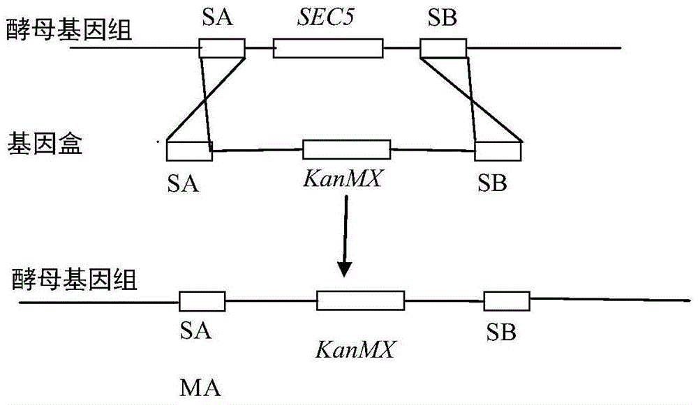 Low-secretion protease a saccharomyces cerevisiae strain and construction method thereof