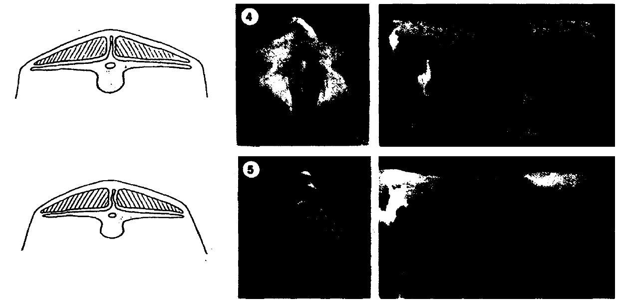 Information processing method and system in yak grazing management based on body condition scoring