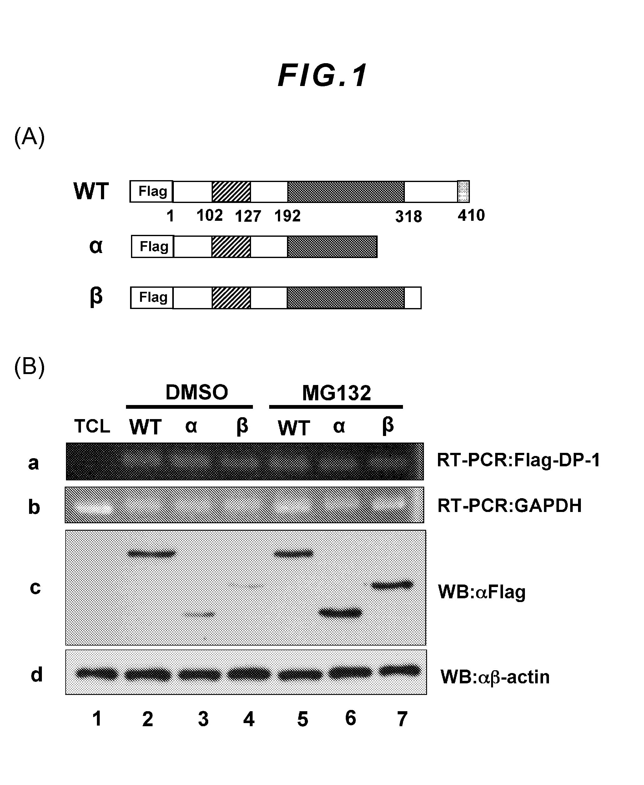 Establishment of motif comprising acidic amino acid, capable of stabilizing protein in cells, and applicable to protein therapy, control of differentiation/undifferentiation of cell and antibody therapy