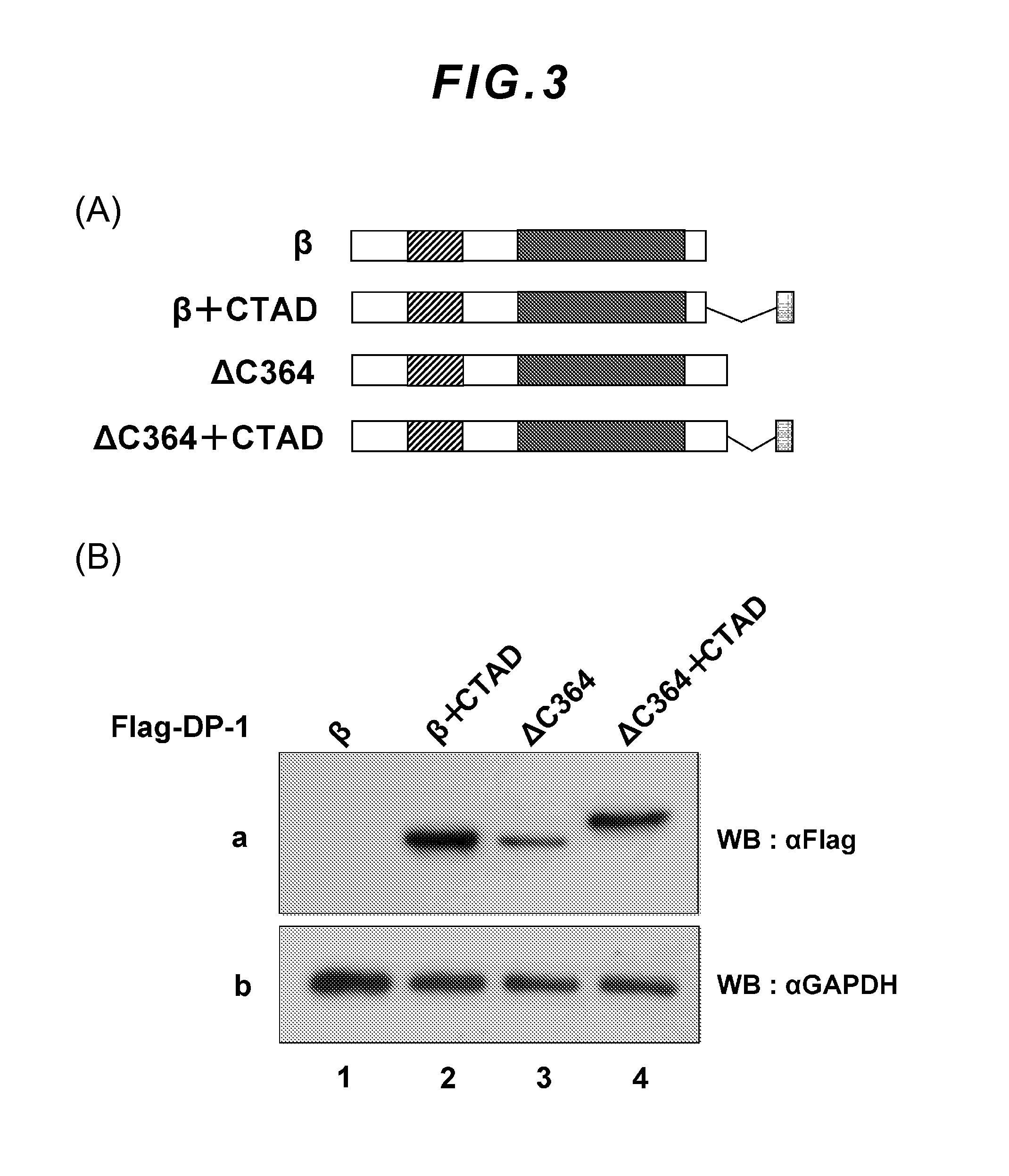 Establishment of motif comprising acidic amino acid, capable of stabilizing protein in cells, and applicable to protein therapy, control of differentiation/undifferentiation of cell and antibody therapy