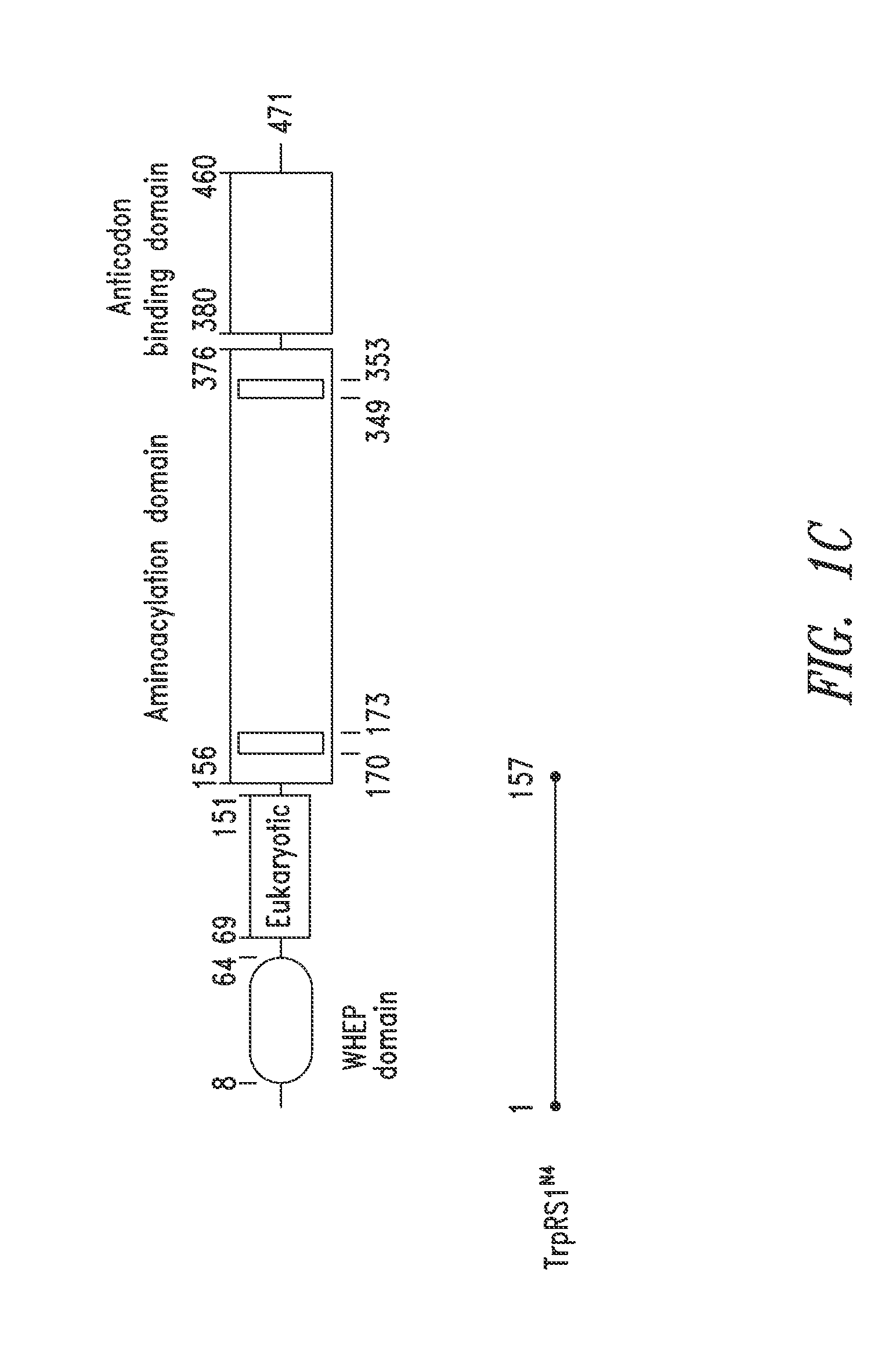 Innovative discovery of therapeutic, diagnostic, and antibody compositions related to protein fragments of tryptophanyl-trna synthetases