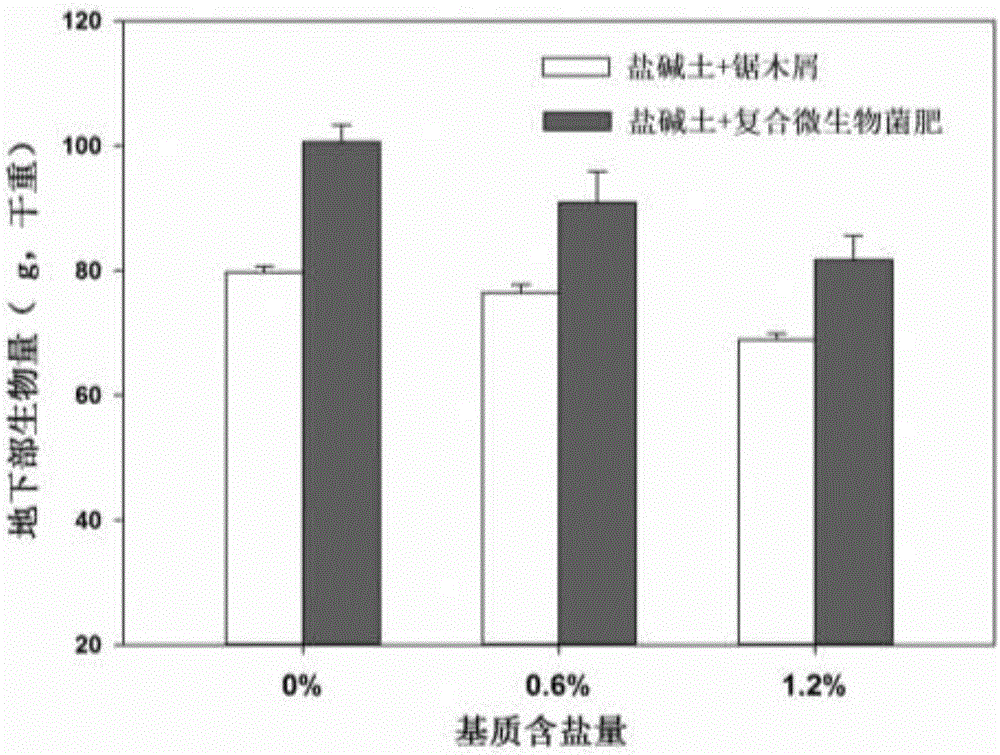 Method for enhancing salt resistance of turf grass by using halophiles