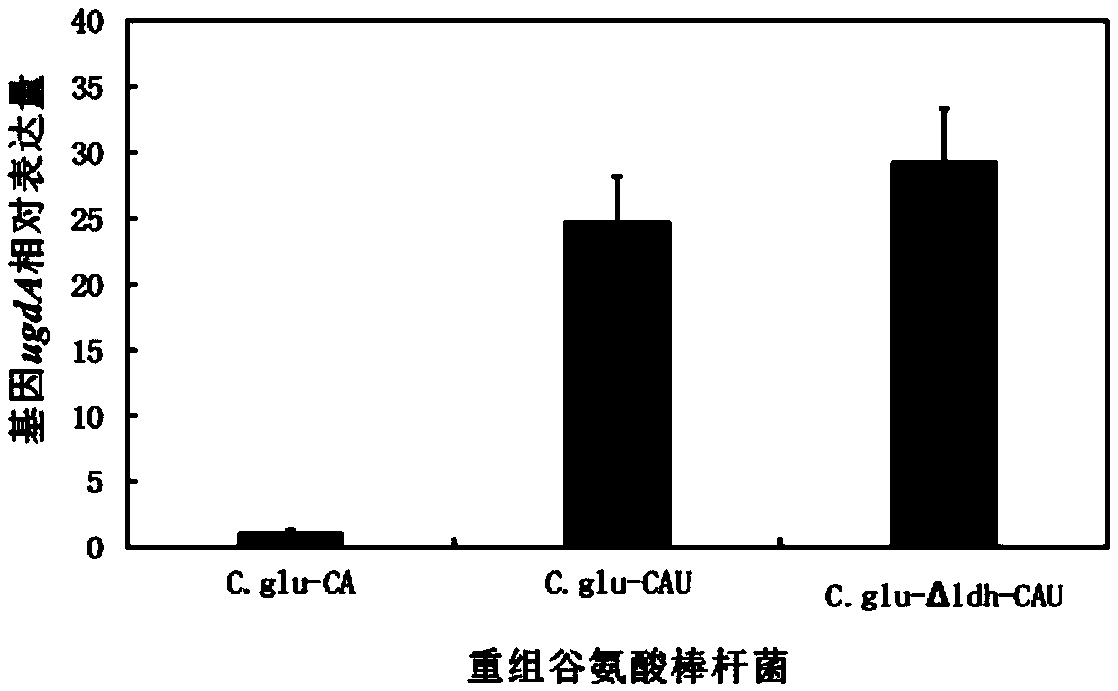 Chondroitin producing genetic engineering bacterium, method for constructing same and application of chondroitin producing genetic engineering bacterium