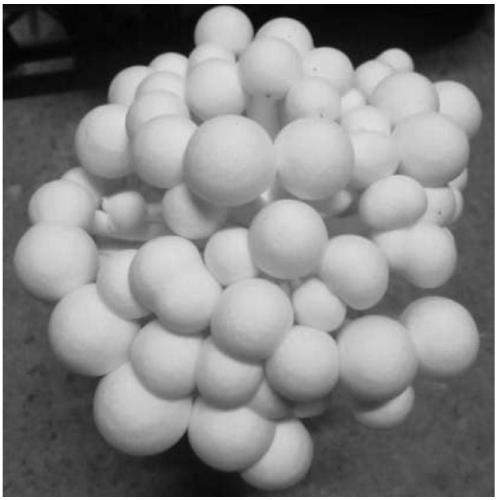 Pure white jiji mushroom strain and its molecular markers, specific primer pairs and applications