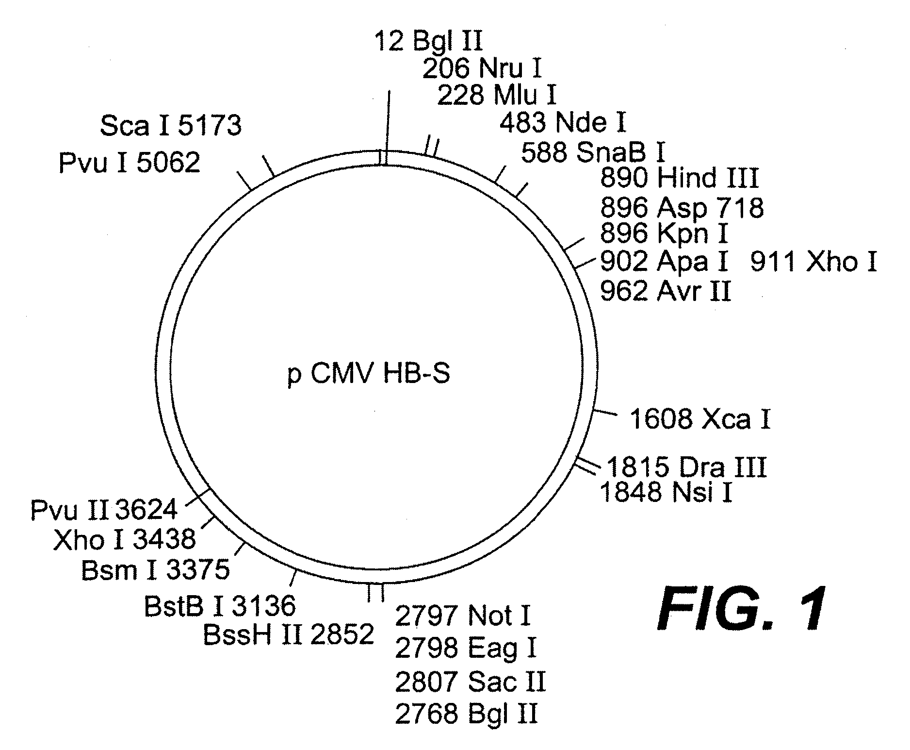 Nucleotide vector, composition containing such vector, and vaccine for immunization against hepatitis