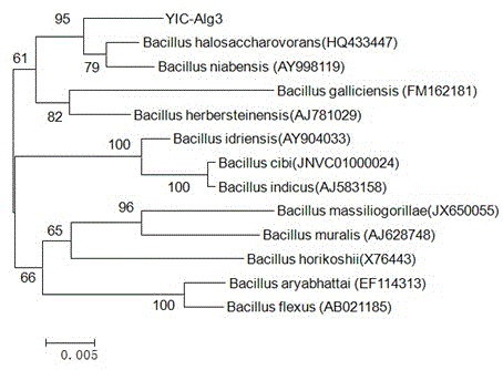Bacillus saccharophila used for degrading alginic acid, and application method thereof