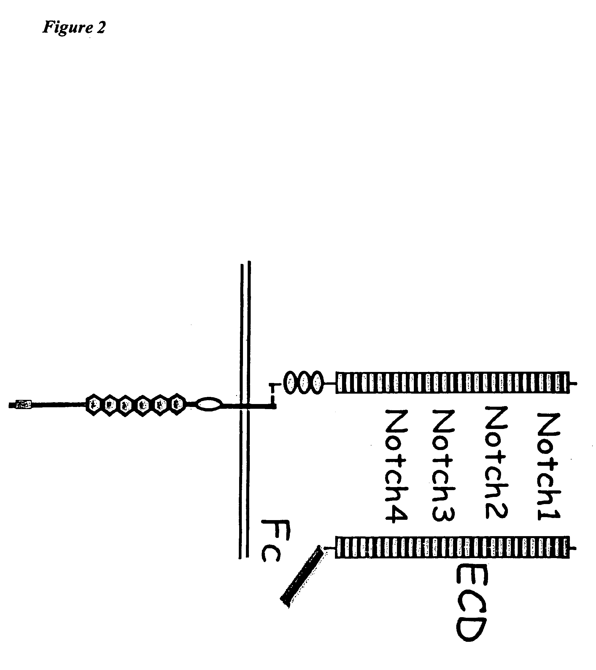 Notch-based fusion proteins and uses thereof