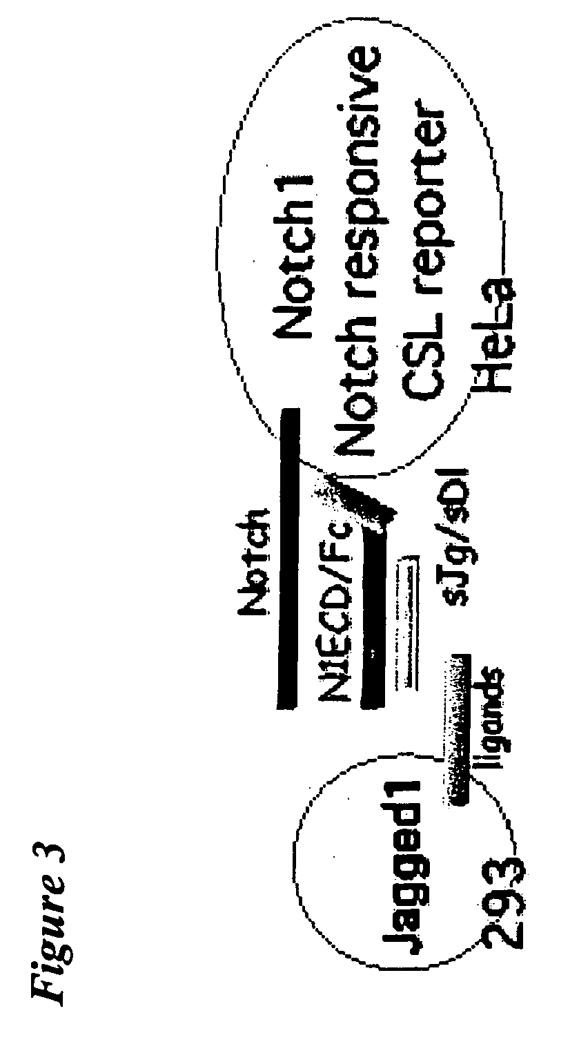 Notch-based fusion proteins and uses thereof