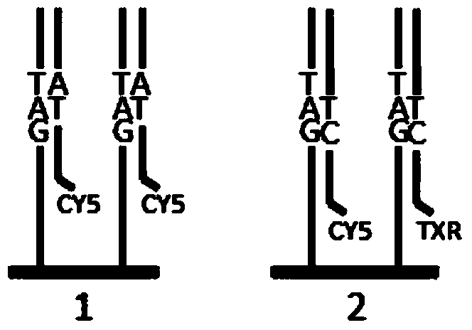 Connected sequencing method for DNA by coupling and coding two rounds of signals