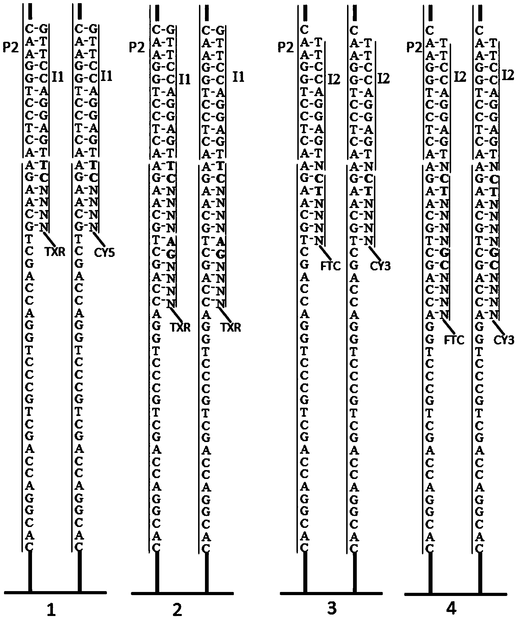 Connected sequencing method for DNA by coupling and coding two rounds of signals