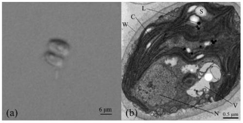 A high-yield oil-producing Scenedesmus and its screening, cultivation methods and applications