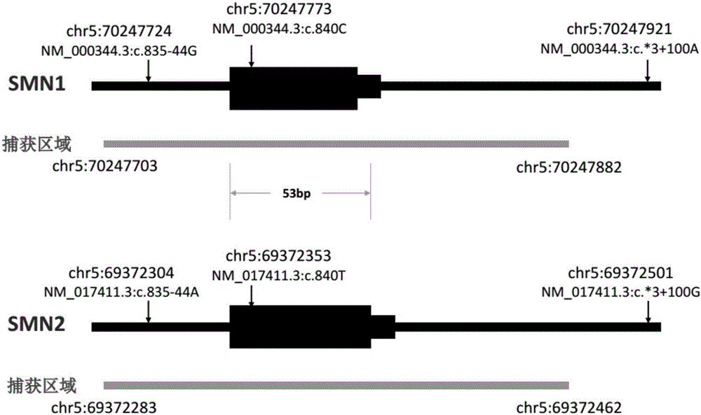 Spinal muscular atrophy related gene copy number detecting kit and method based on gene trapping and second-generation sequencing technique
