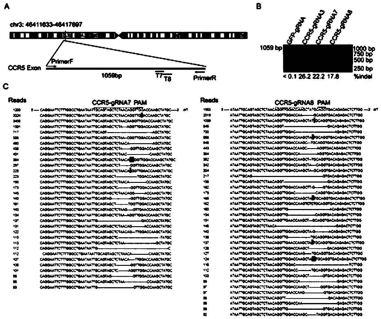 CRISPR/Cas9 recombinant lentiviral vector containing gRNA sequence specifically targeting ccr5 gene and its application