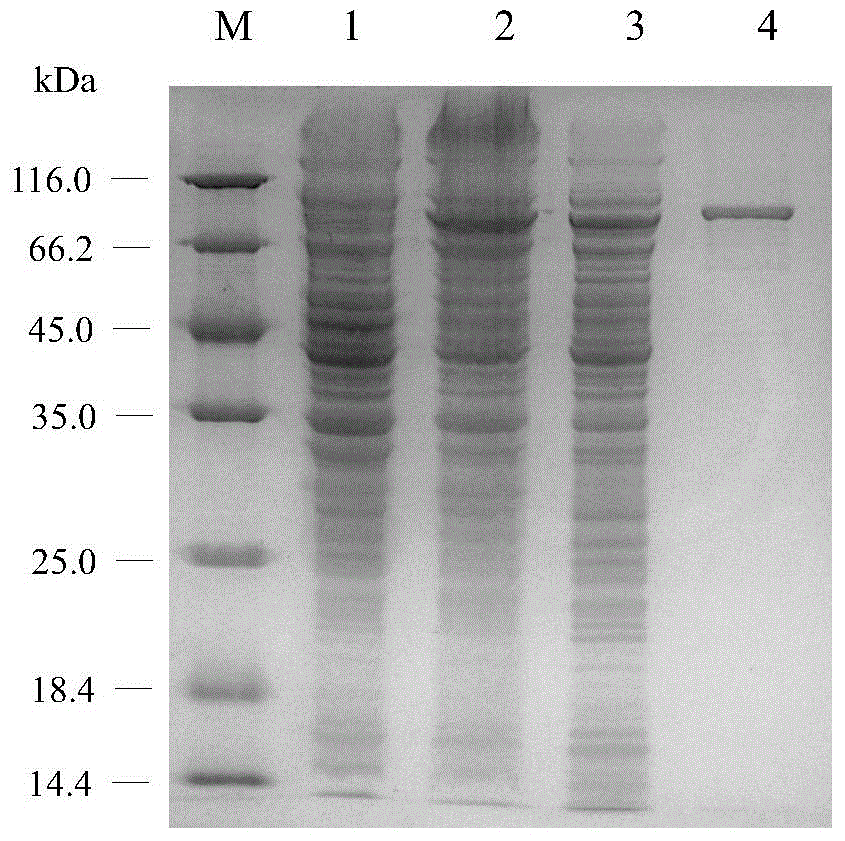 Excision-type agarose, coding gene and application thereof