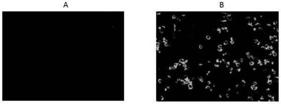 Hybridoma cell strain RSVN4C3 secreting anti-respiratory syncytial virus monoclonal antibody