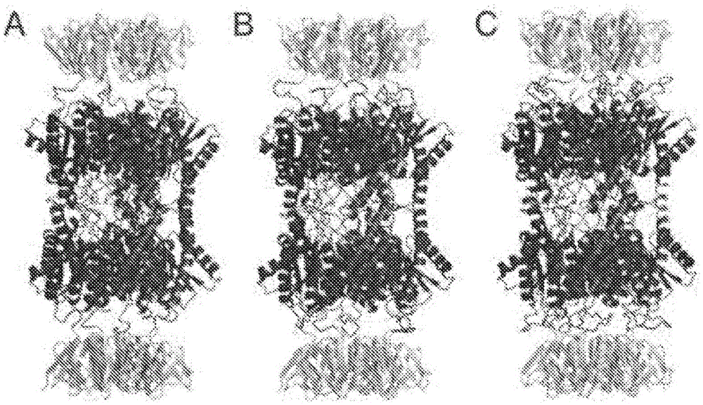 Chimeras of brucella lumazine synthase and beta subunit of ab5 toxins