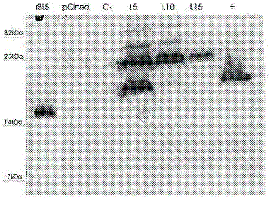 Chimeras of brucella lumazine synthase and beta subunit of ab5 toxins