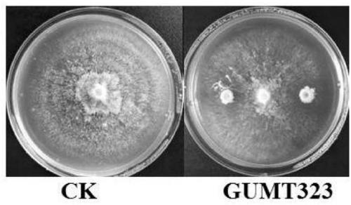 Bacillus subtilis GUMT323 and application thereof