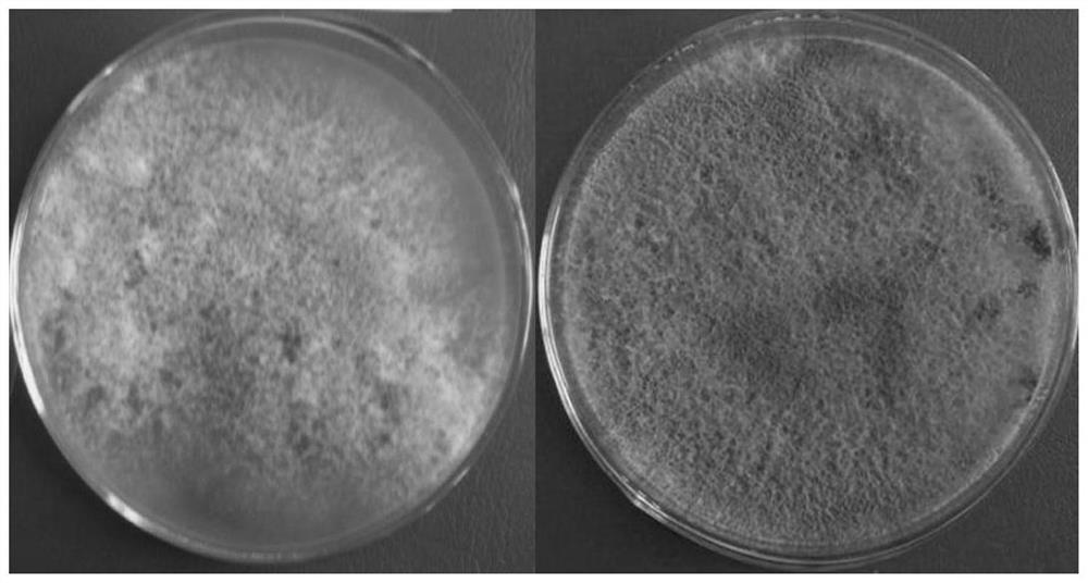 Microbial agent for preventing and treating nematode zingiberensis and application of microbial agent