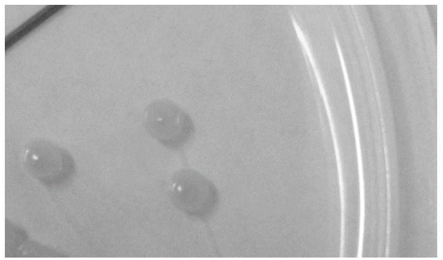 Arthrobacter and application thereof