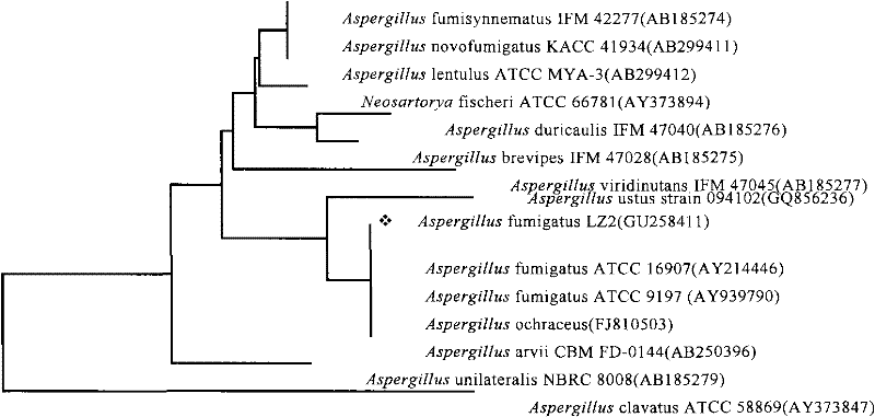 Aspergillus fumigatus and application thereof to degradation of imazethapyr