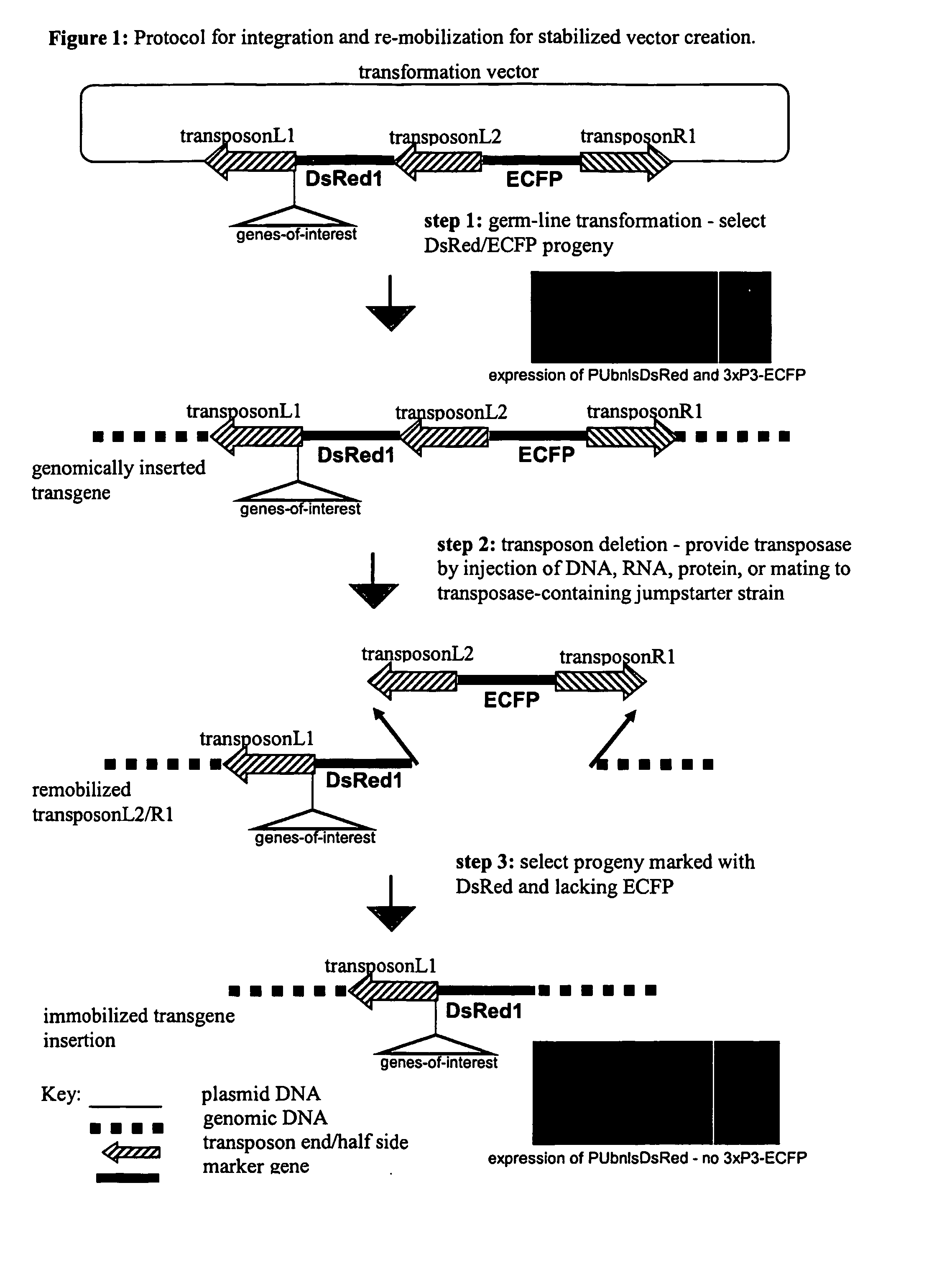 System for gene targeting and producing stable genomic transgene insertions