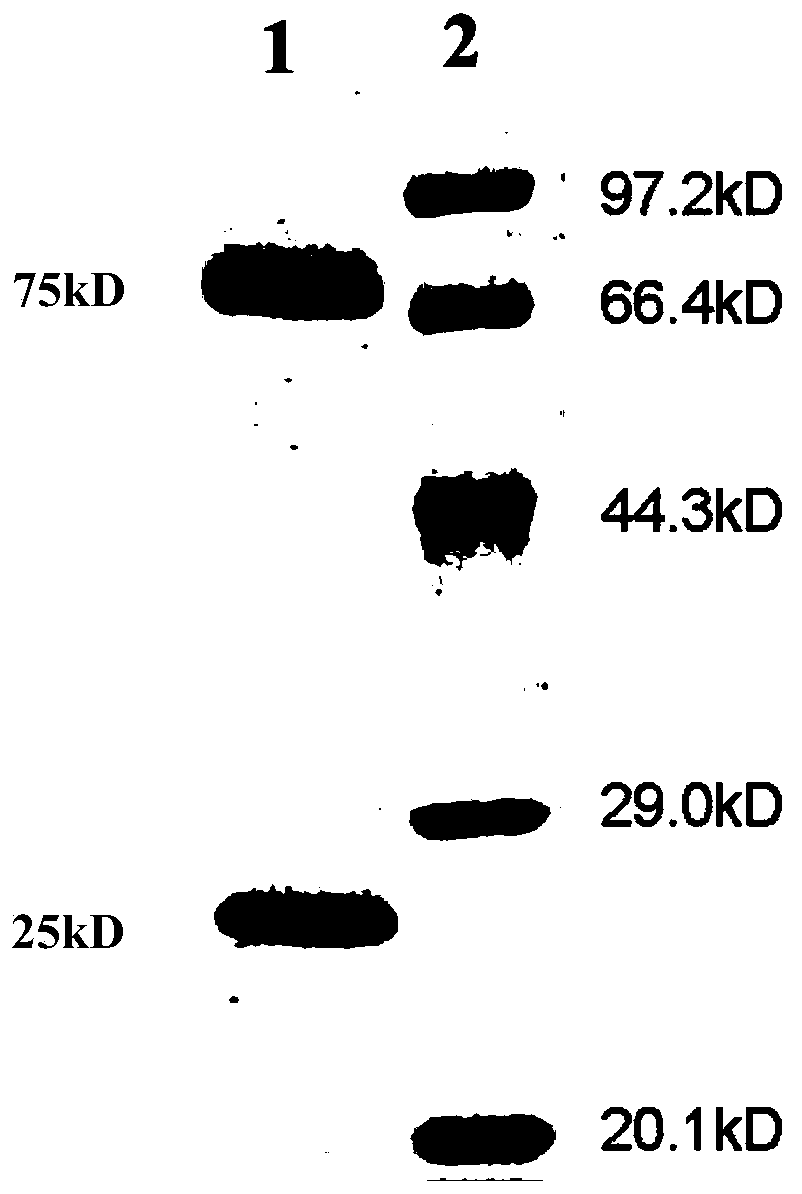 Monoclonal antibody resisting Tilapia immunoglobulin IgM, cell strain of monoclonal antibody and application of monoclonal antibody