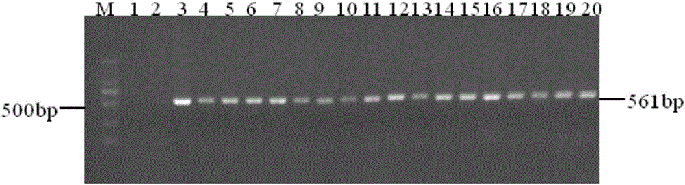 Vector capable of inhibiting cytochrome P450 gene expression and application of vector capable of inhibiting cytochrome P450 gene expression