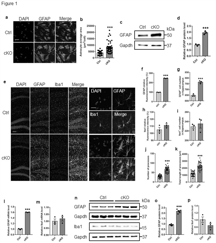 Application of n-acetyl-d-glucosamine in the preparation of drugs for preventing and treating Alzheimer's disease