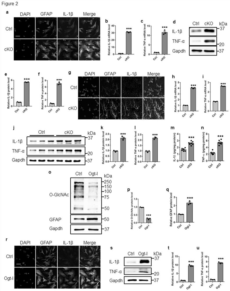 Application of n-acetyl-d-glucosamine in the preparation of drugs for preventing and treating Alzheimer's disease