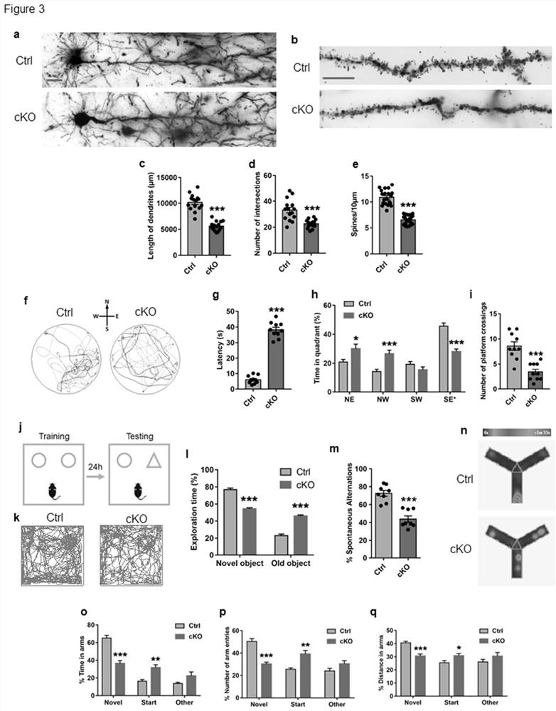 Application of n-acetyl-d-glucosamine in the preparation of drugs for preventing and treating Alzheimer's disease