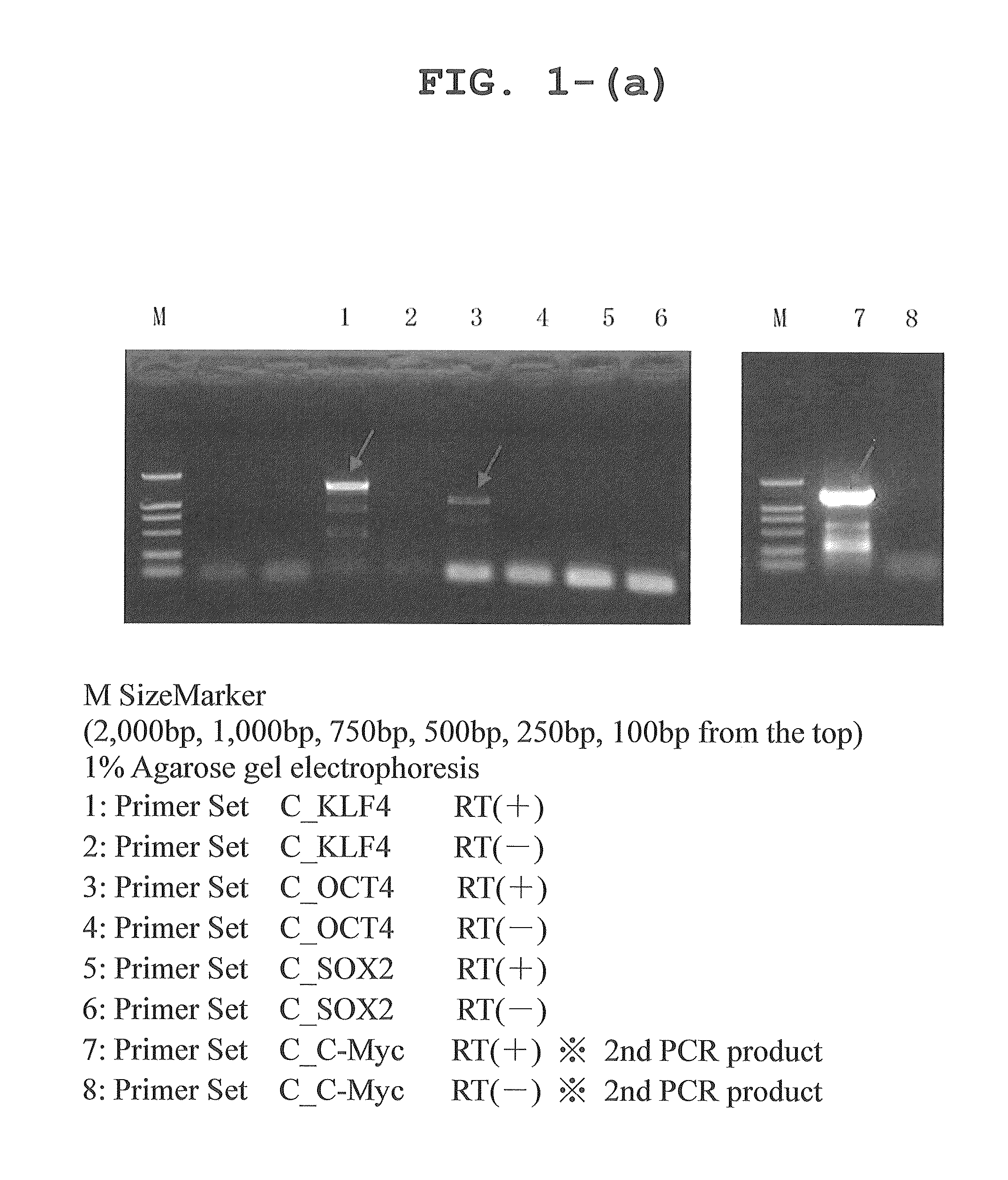 Canine iPS cells and method of producing same