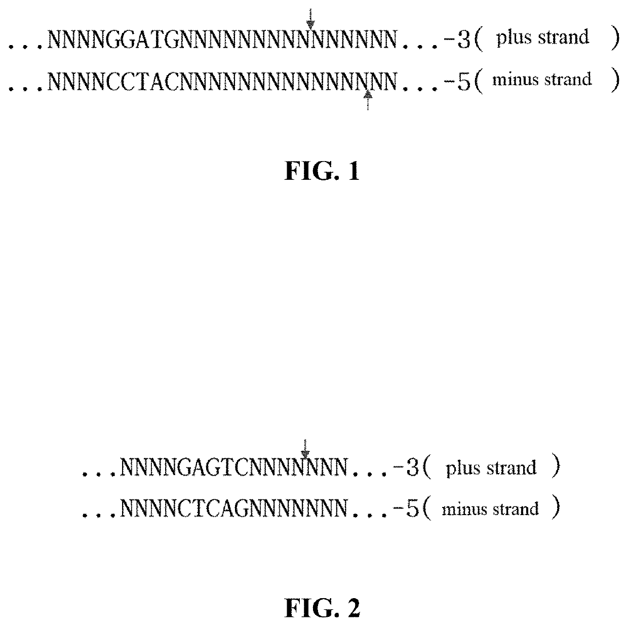 Method for manipulating terminals of double stranded DNA