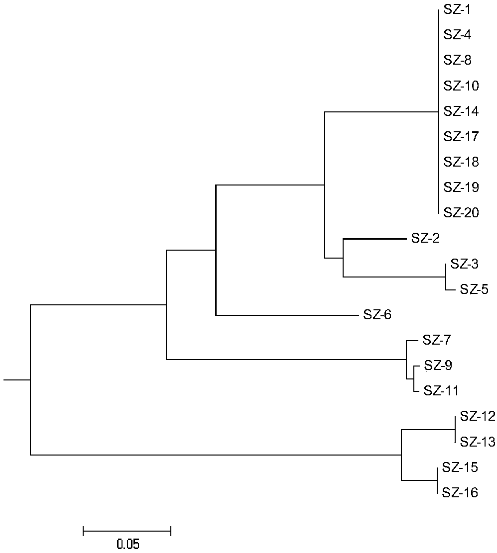 Specific primer for identifying poecilobdella manillensis based on molecular biological method