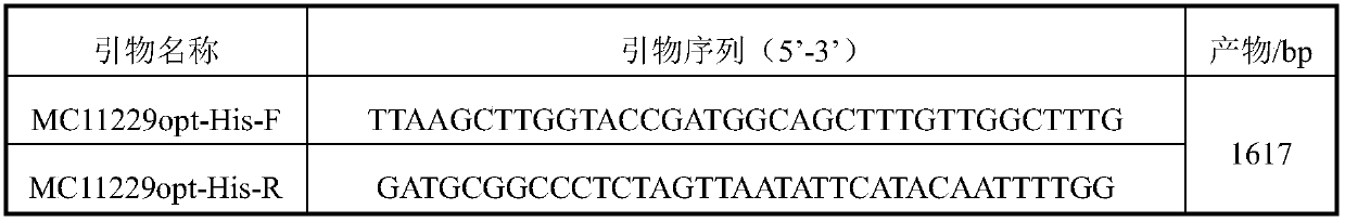 Macleaya cordata protopine-6-hydroxylase gene optimization sequence and application thereof