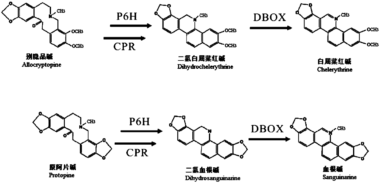 Macleaya cordata protopine-6-hydroxylase gene optimization sequence and application thereof