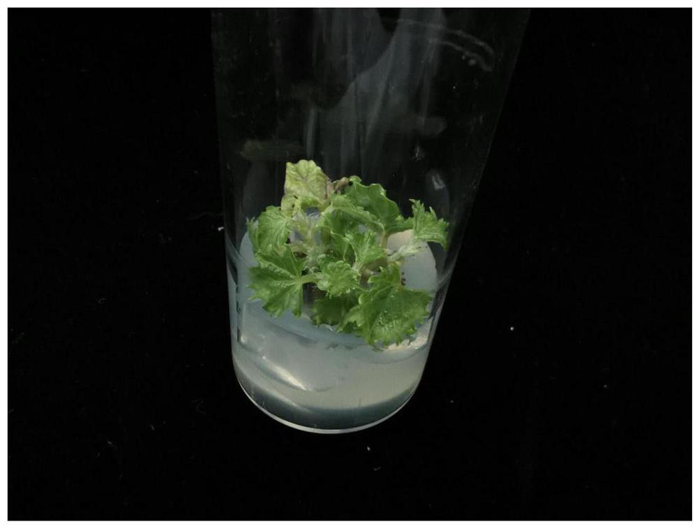 Tissue culture medium and tissue culture method for rapid propagation of grape rootstock stem