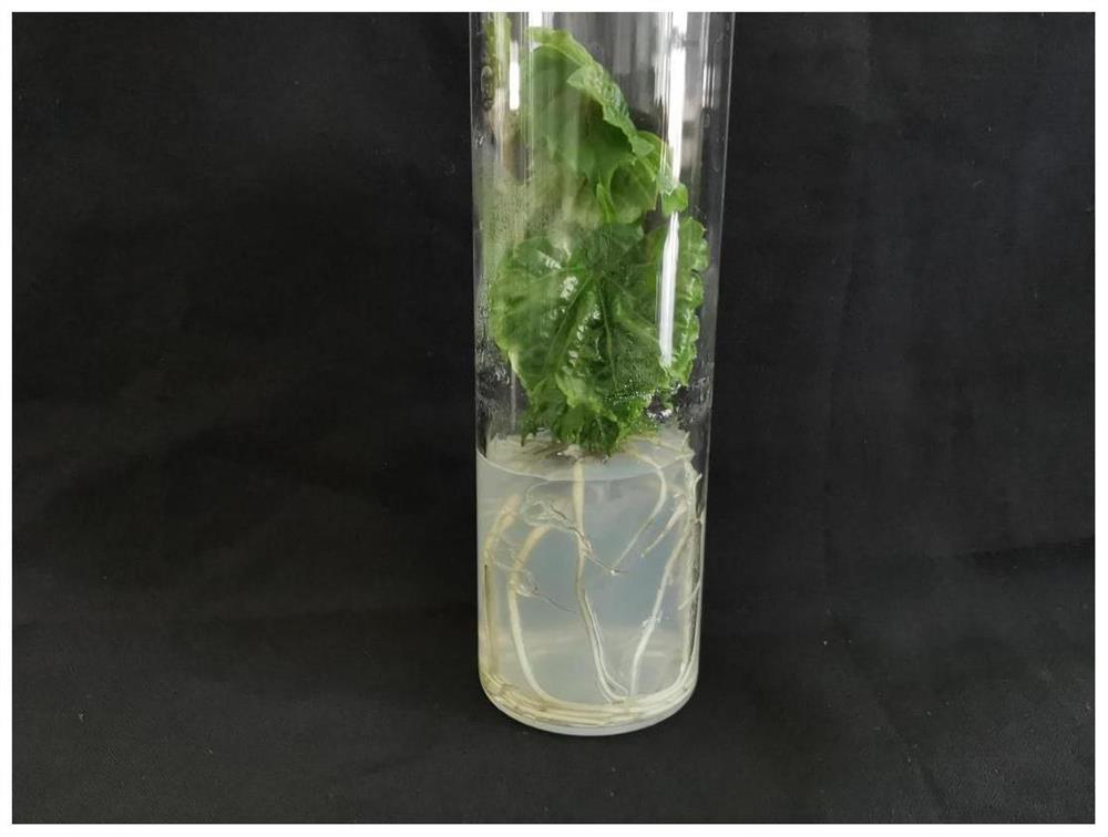 Tissue culture medium and tissue culture method for rapid propagation of grape rootstock stem