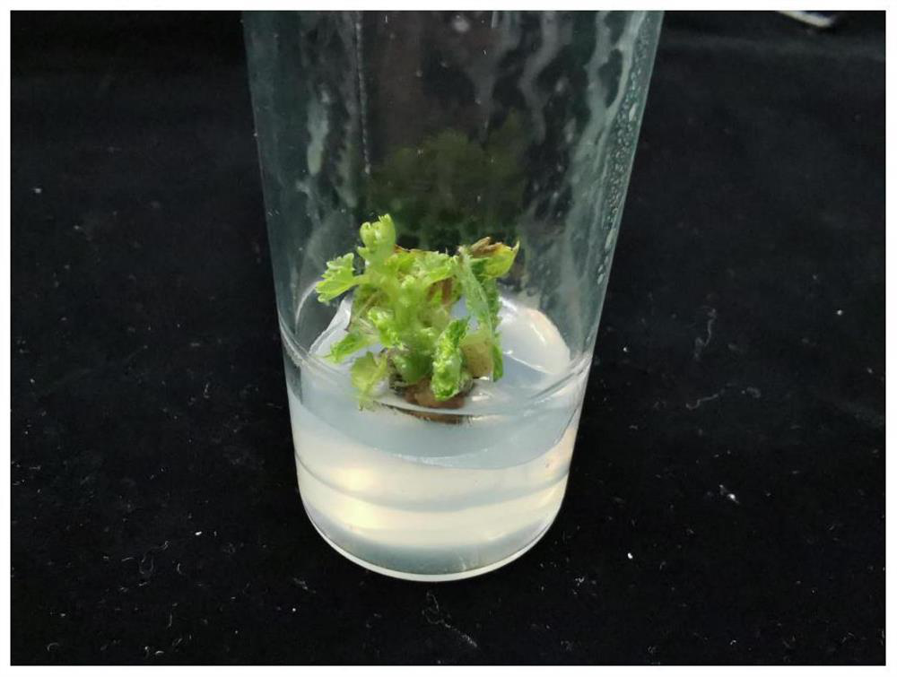 Tissue culture medium and tissue culture method for rapid propagation of grape rootstock stem