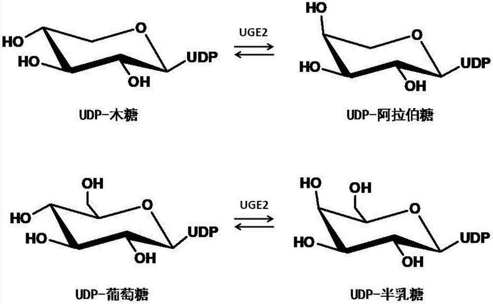 Uridine-5'-diphosphate galactose epimerase derived from ornithogalum caudatum, nucleotide sequence of uridine-5'-diphosphate galactose epimerase and application