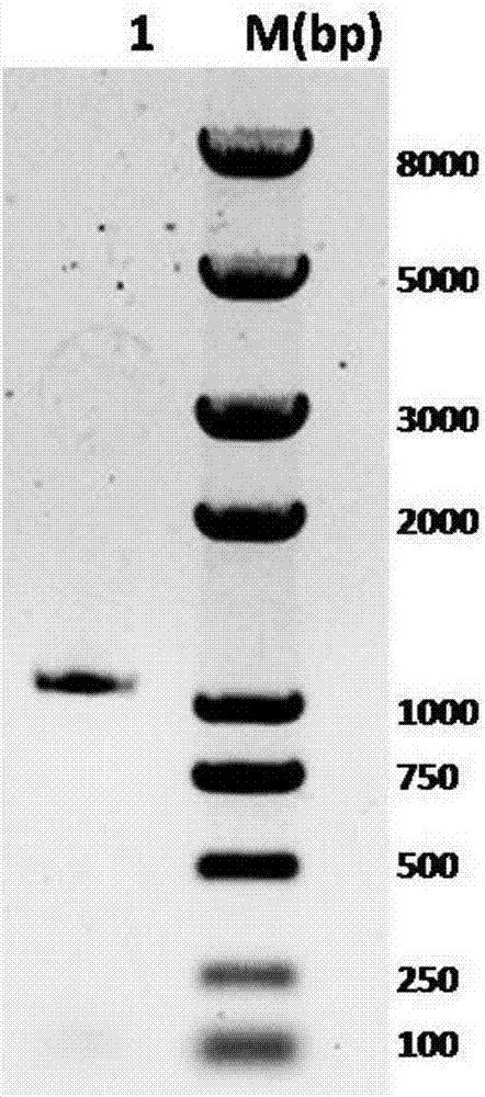 Uridine-5'-diphosphate galactose epimerase derived from ornithogalum caudatum, nucleotide sequence of uridine-5'-diphosphate galactose epimerase and application